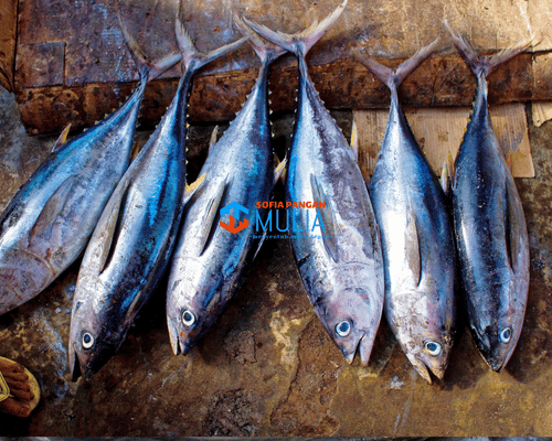 Ikan Baby Tuna