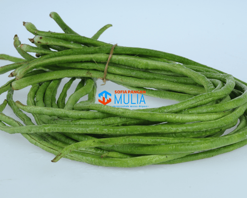 Kacang Panjang